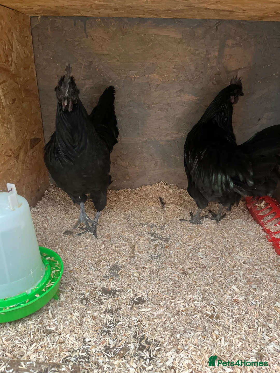 Chickens poultry for sale: Chicks, pullets, cockerels  - Advert 20