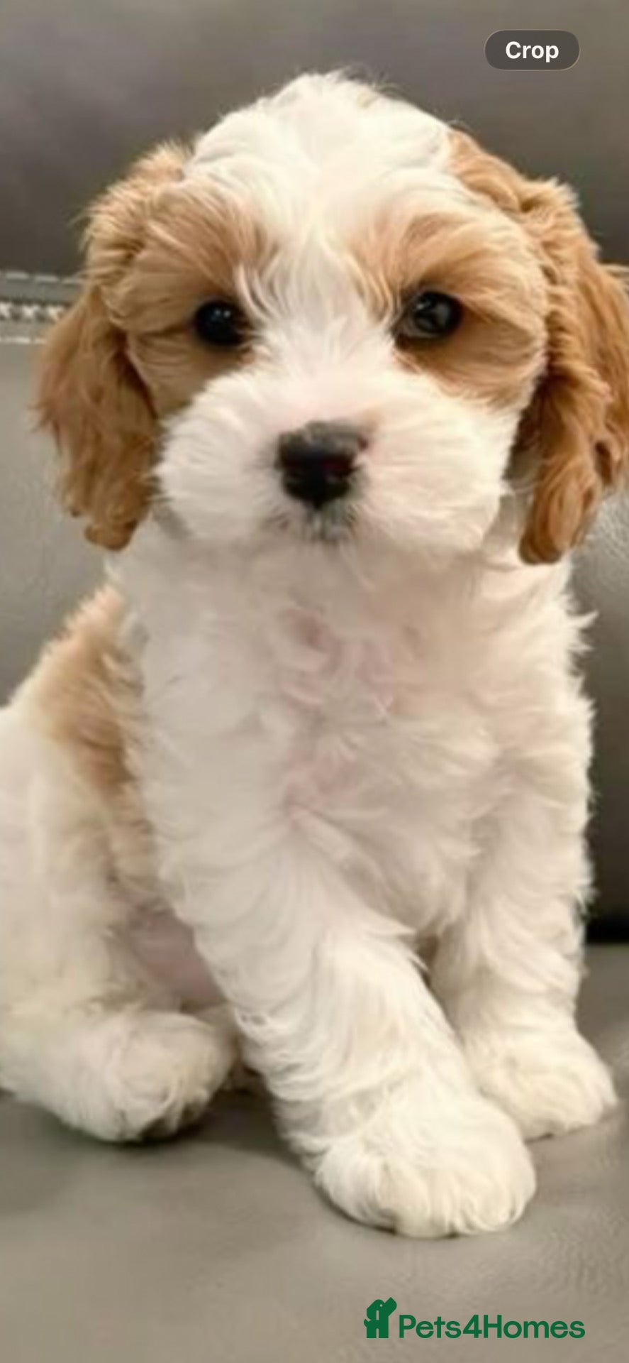 Cavapoo dogs Quick sale 1 girl Cavapoo puppiy (toy poodle) - Advert 7