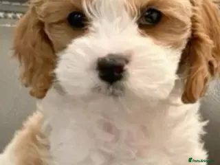 Cavapoo dogs Quick sale 1 girl Cavapoo puppiy (toy poodle) - Advert 7