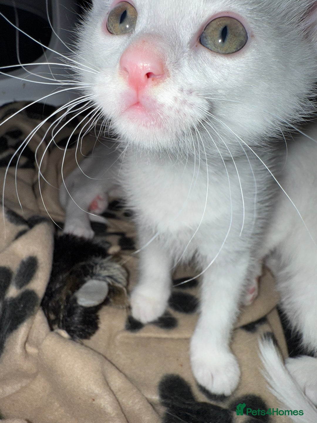 Ragdoll cats for sale: Maine Coon Mum & 2Kittens Looking for aLoving Home - Image 7