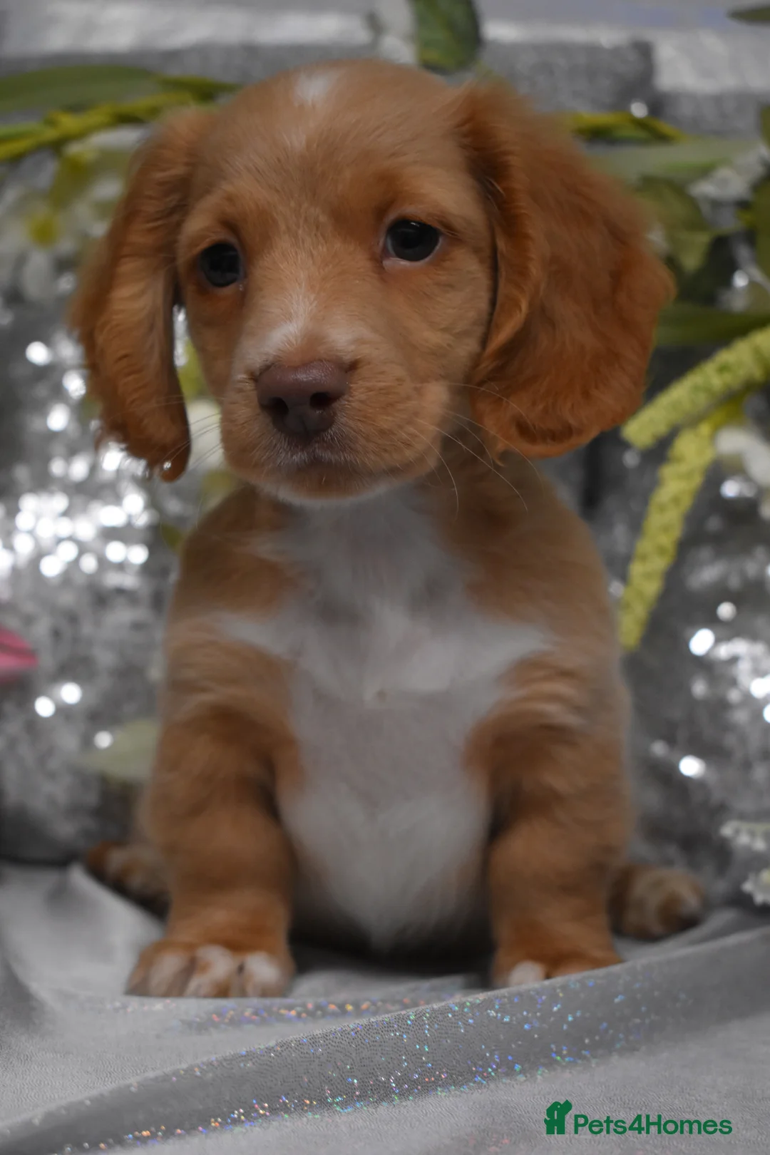 Miniature Dachshund dogs for sale: KC MINIATURE LONG COAT PUPPIES - Advert 7