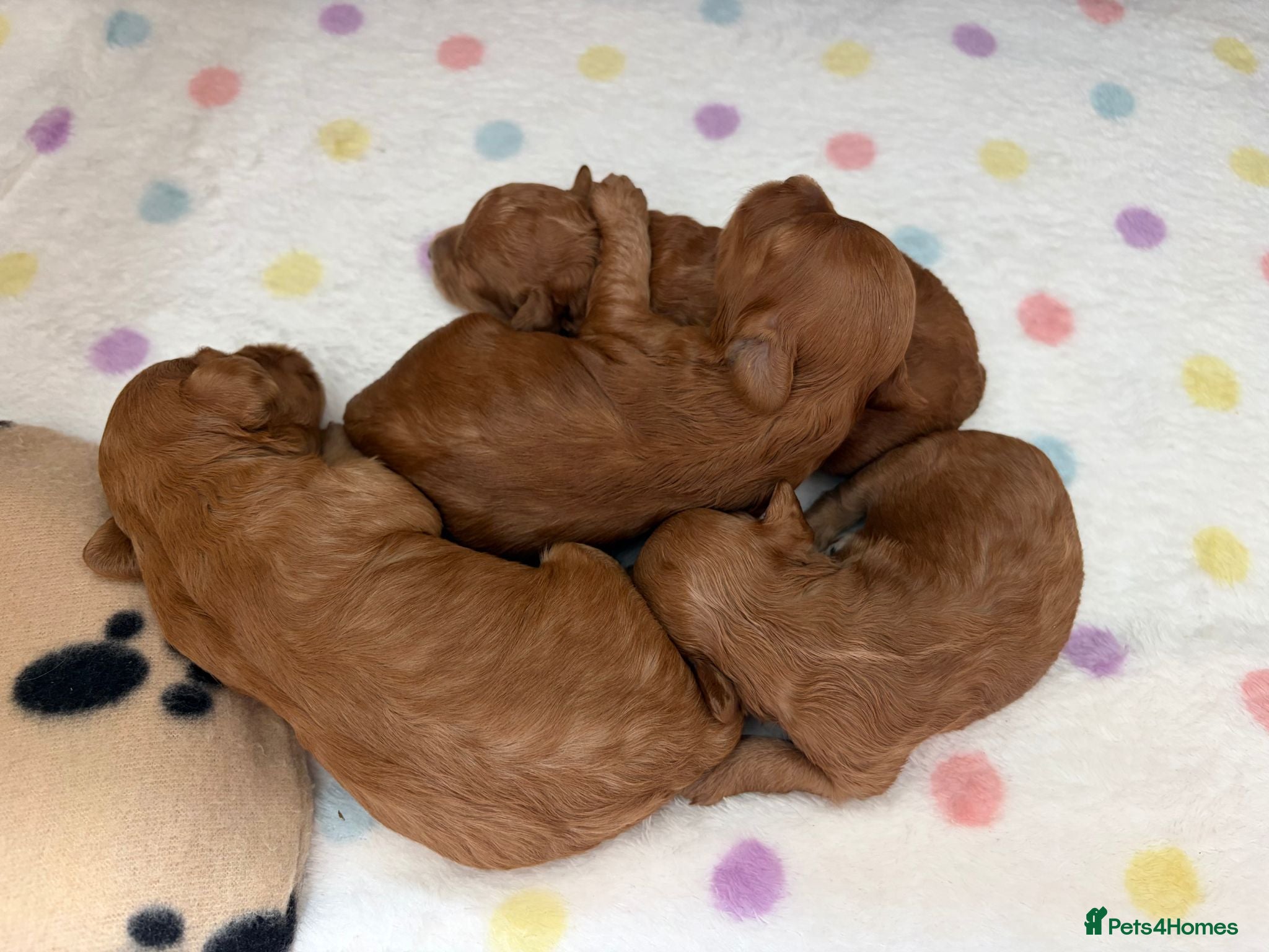 Cockapoo dogs F1b Cockapoo Puppies - Advert 1