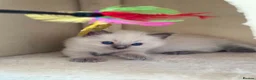 Ragdoll cats for sale: Blue point ragdoll - Advert 3