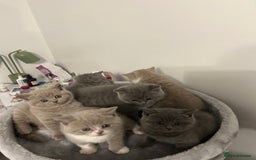 British Shorthair cats for sale: BSH Kittens 🧡🩷❤️💜💛💖 - Image 11