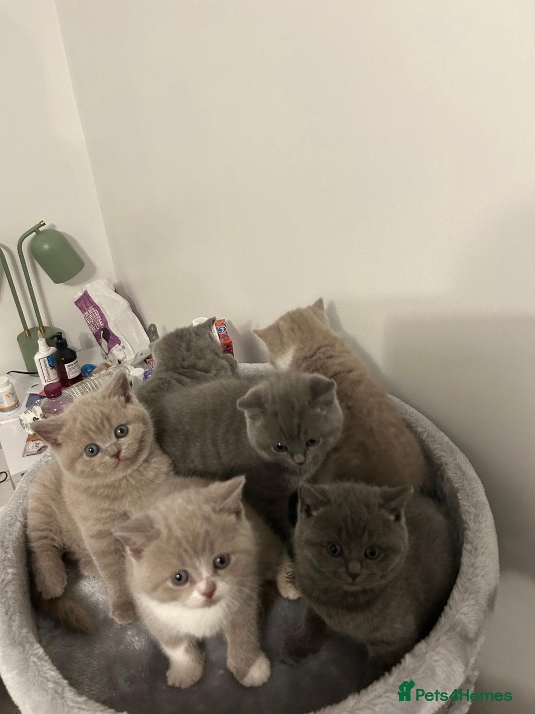 British Shorthair cats for sale: BSH Kittens 🧡🩷❤️💜💛💖 - Image 11