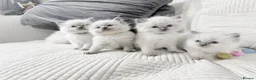 Ragdoll cats for sale: Blue Point Ragdoll Kittens for sale - Advert 4