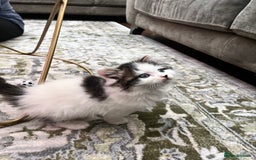 Ragdoll cats for sale: 2 half ragdoll kittens - 1 male 1 female - Image 3