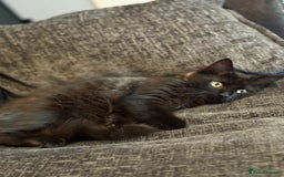Siberian cats for sale: Urgent  - Image 2