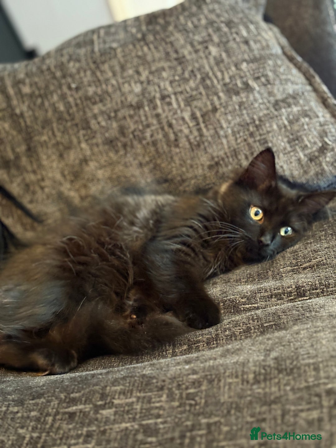 Siberian cats for sale: Urgent  - Image 2