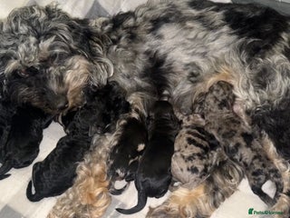 Cockapoo dogs F1B cockapoos (Merls & Solid Black) - Advert 2