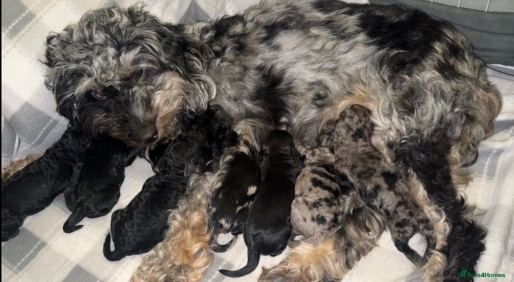 Cockapoo dogs F1B cockapoos (Merls & Solid Black) - Advert 7