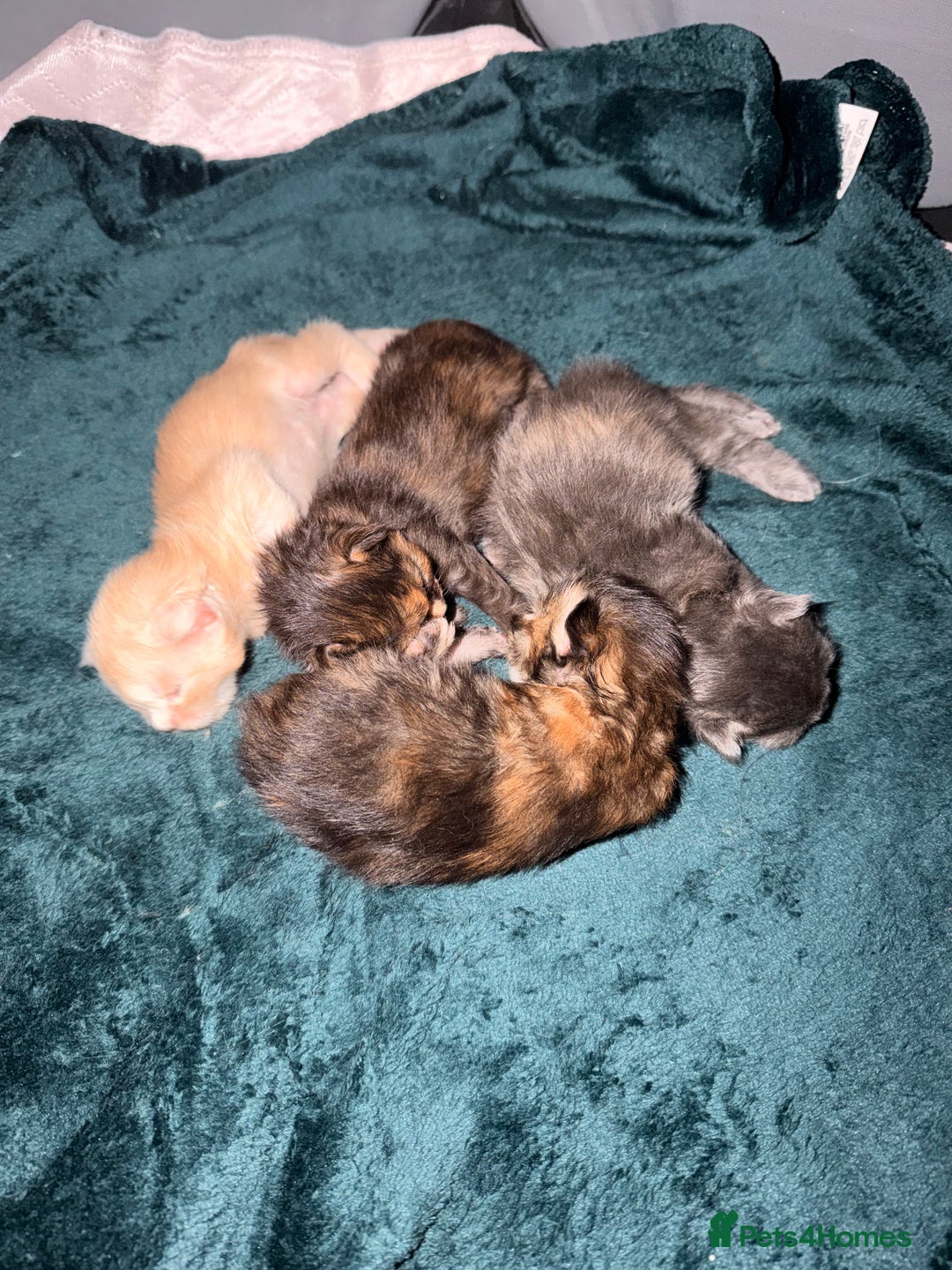 Maine Coon cats for sale: 4 gorgeous Maine coon kittens for sale  - Advert 2
