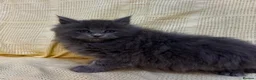 Mixed Breed cats for sale: Maine Coon X Half Ragdoll Kittens  - Advert 6