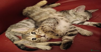 Bengal cats - Advert 4