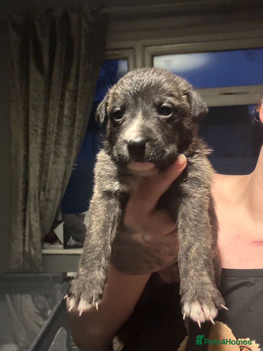 Mixed Breed dogs for sale: Beautiful staff x gsd puppies - Advert 27