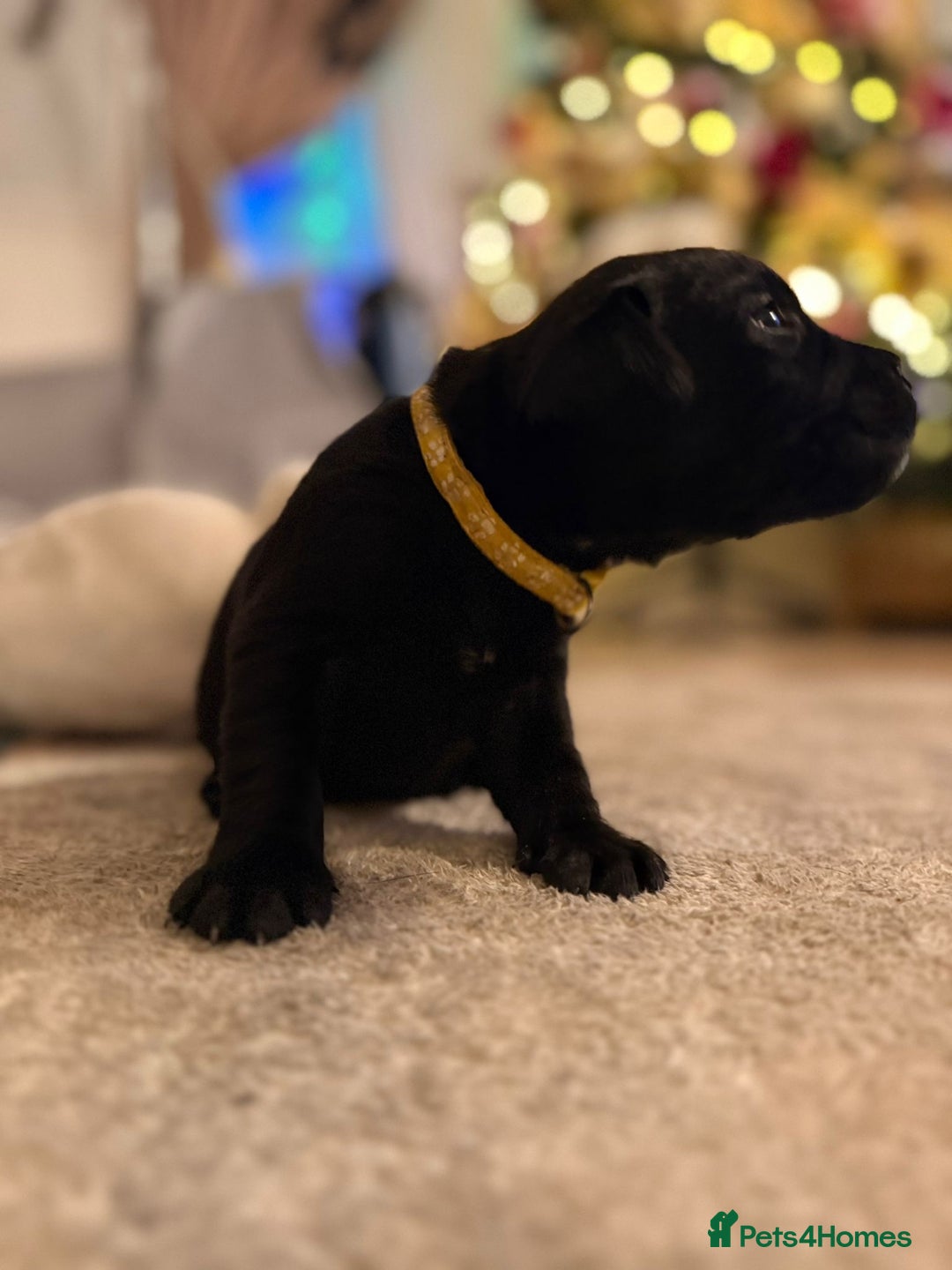 Labrador Retriever dogs for sale: Labrador X Boxerdore puppies  - Advert 28