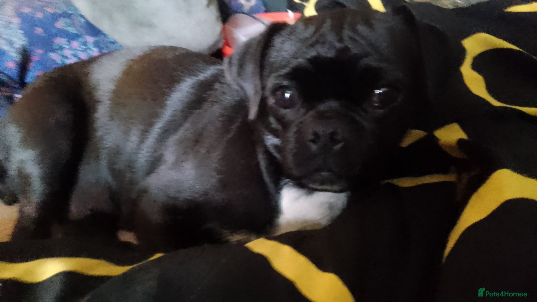 Jug dogs 6 adorable babies looking for their forever homes! - Advert 2