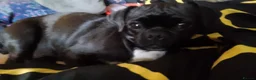 Jug dogs for sale: 6 adorable babies looking for their forever homes! - Advert 2
