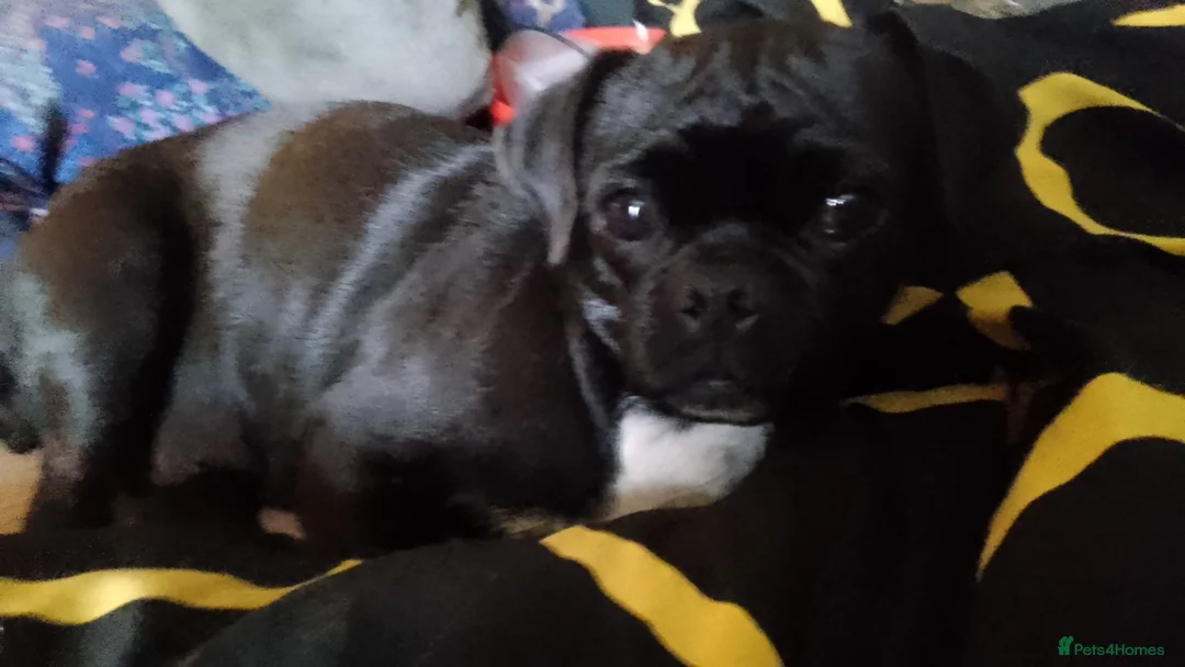 Jug dogs for sale: 6 adorable babies looking for their forever homes! - Advert 2