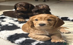 Cocker Spaniel dogs for sale: KC Registered Cocker Spaniel (Working) Puppies - Image 6