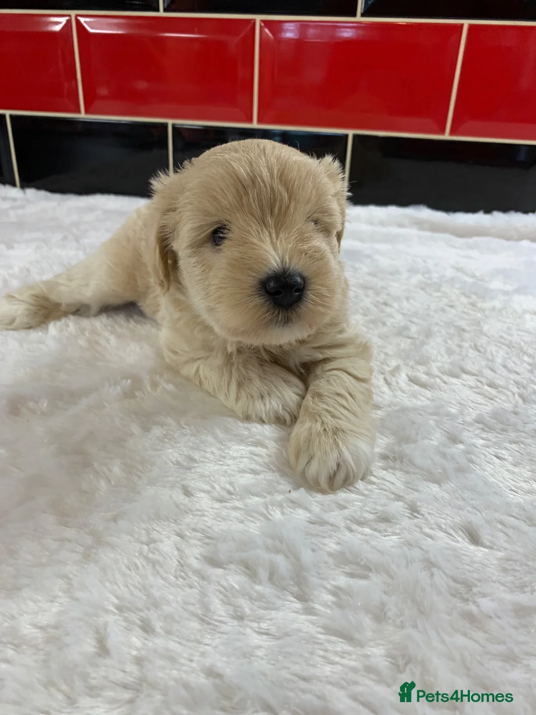 Miniature Schnauzer dogs for sale: 5* Licensed KC Small Miniature Schnauzer Litter  - Advert 2
