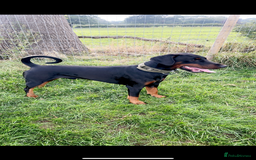 Dobermann dogs for sale: *Stunning Top/Best Bloodline Dobermanns For Sale* - Image 16