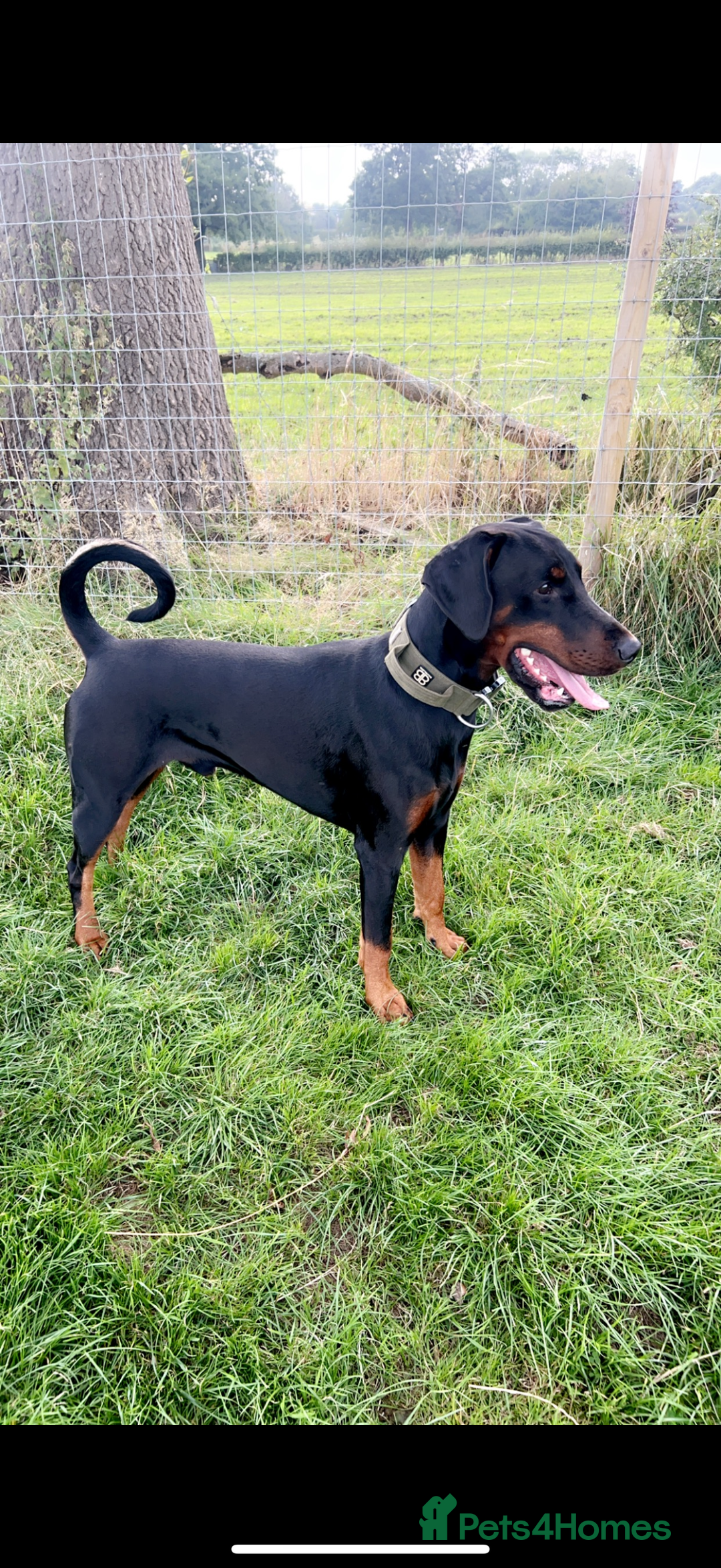 Dobermann dogs for sale: *Stunning Top/Best Bloodline Dobermanns For Sale* - Image 16