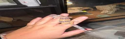Leopard Gecko reptiles for sale: Leopard geckos 🦎  - Advert 2