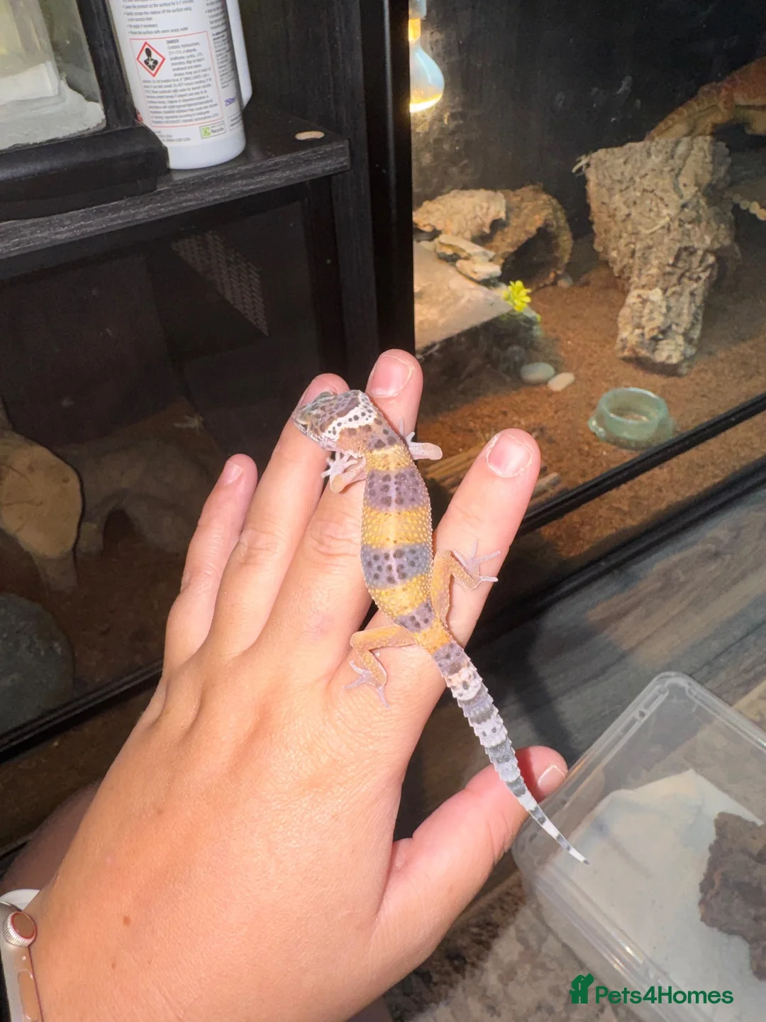 Leopard Gecko reptiles for sale: Leopard geckos 🦎  - Advert 2