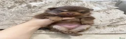 Pomeranian dogs for sale: 🐻 TEDDY BEAR POMERANIAN PUPPYS 🐻 - Advert 15
