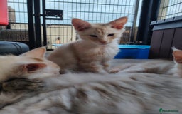 Maine Coon cats for sale: Home raised stunning Mainecoon boys. - Image 14