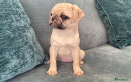 Pug dogs for sale: Pug Puppies  - Image 9