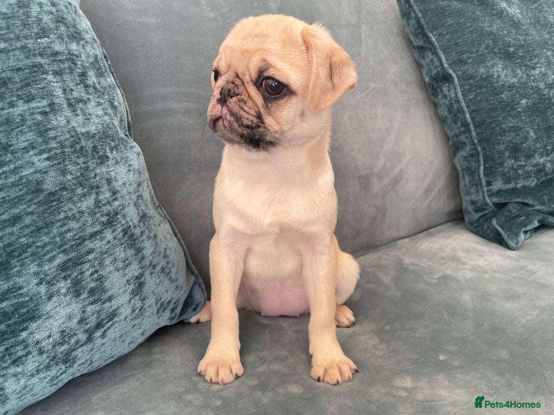 Pug dogs for sale: Pug Puppies  - Image 9