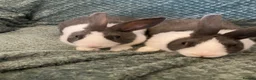 Dutch rabbits for sale: Blue Dutch  - Advert 2