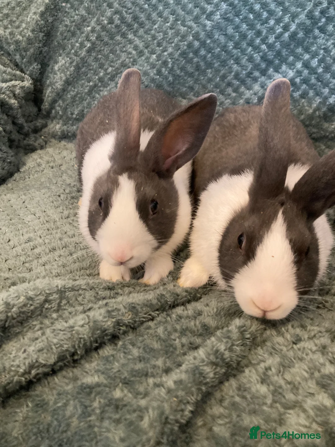 Dutch rabbits for sale: Blue Dutch  - Advert 2