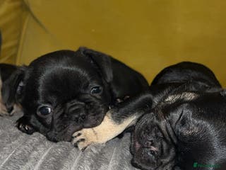 French Bulldog dogs French bulldog puppies for sale - Advert 1