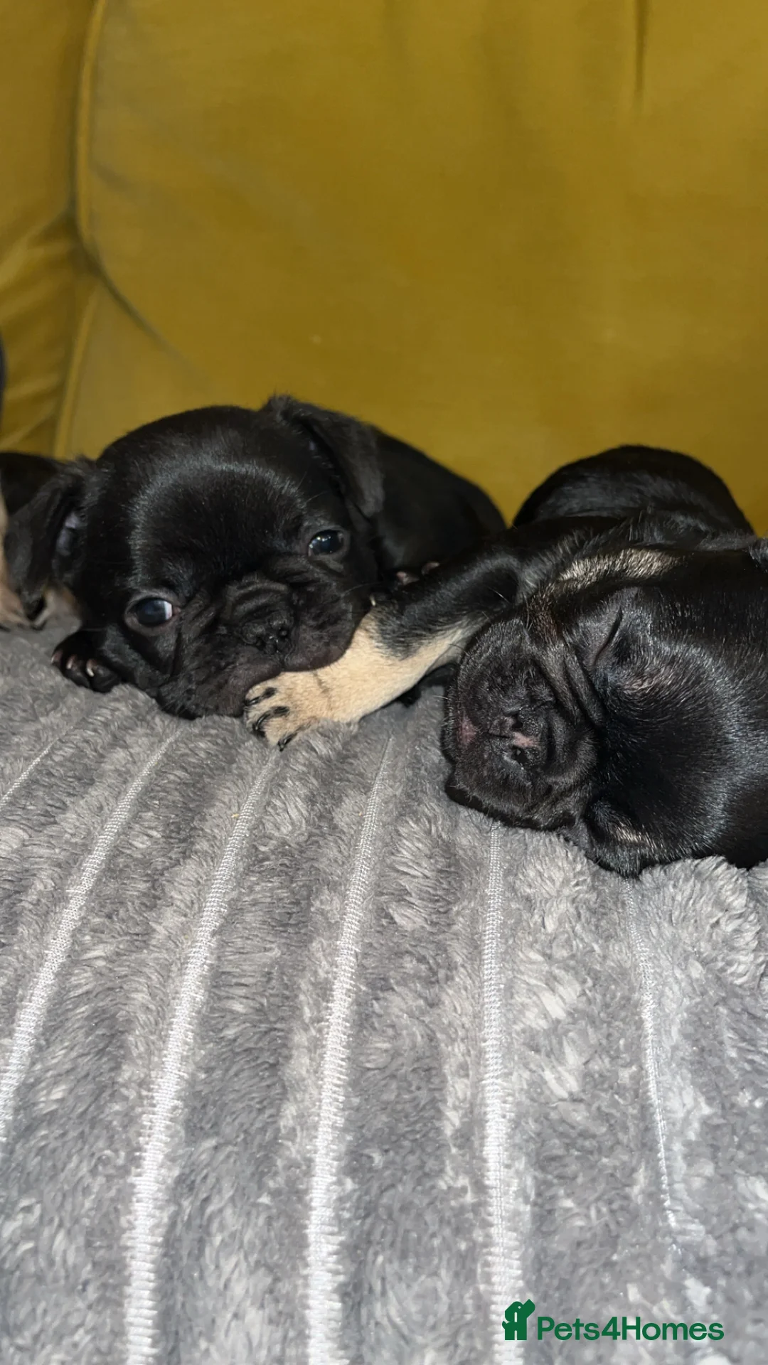 French Bulldog dogs for sale: French bulldog puppies for sale - Advert 1