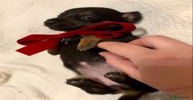 Mixed Breed dogs Mini Jackshund babies❣️Miniature dachshund x jack  - Advert 2