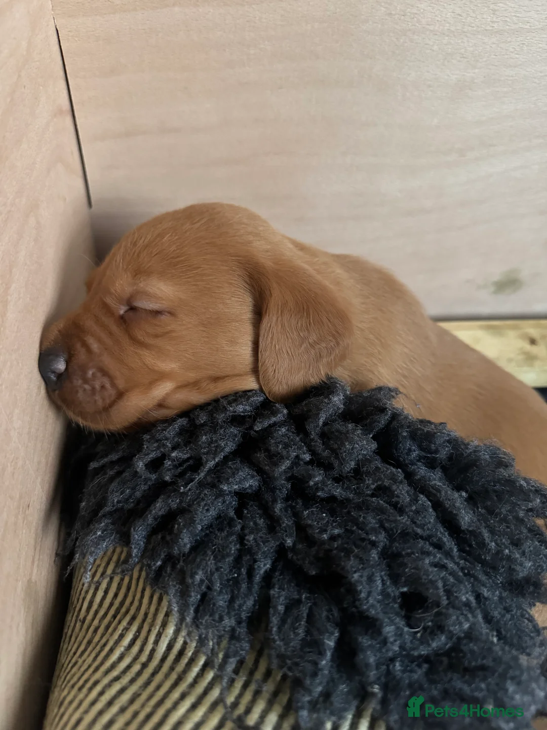 Labrador Retriever dogs for sale: KC Registered Fox Red Labrador Puppies  - Advert 3