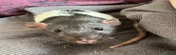 Rat rodents for sale: 2 bonded Male Rats  - Advert 1