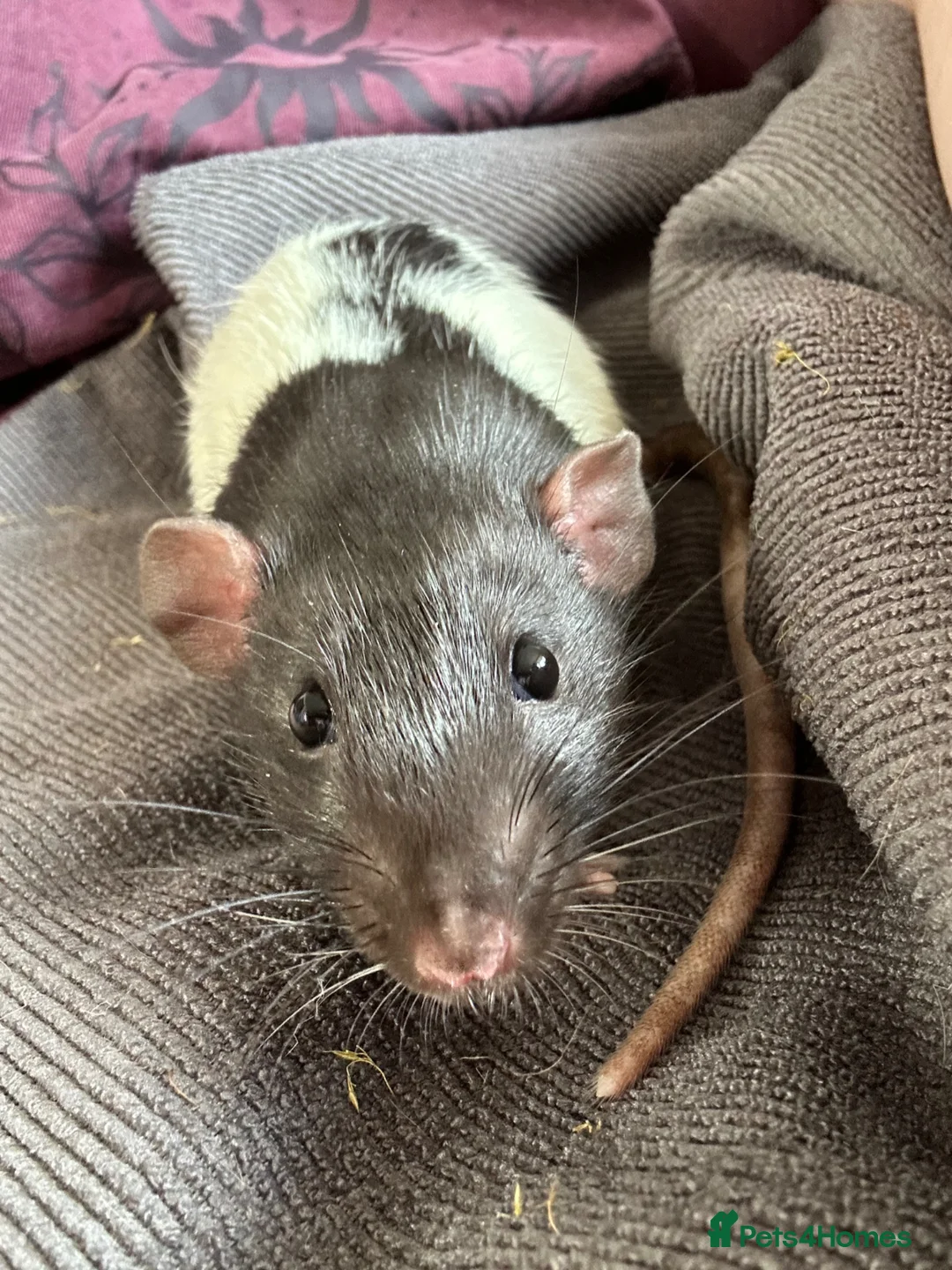 Rat rodents for sale: 2 bonded Male Rats  - Advert 1