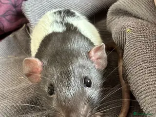 Rat rodents 2 bonded Male Rats - Advert 1