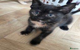 Mixed Breed cats for sale: 5 playful kittens looking for their forever homes  - Image 2