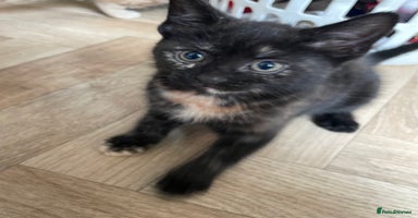 Mixed Breed cats - Advert 15