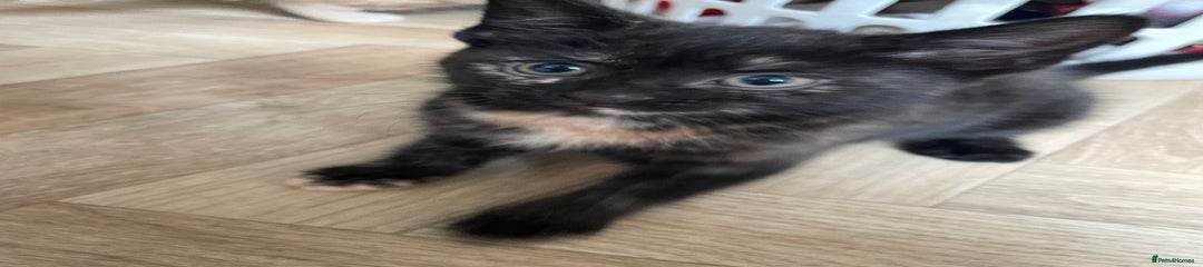 Mixed Breed Kitten 4