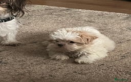 Shih Tzu dogs for sale: Beautiful shihtzu puppies  - Image 14