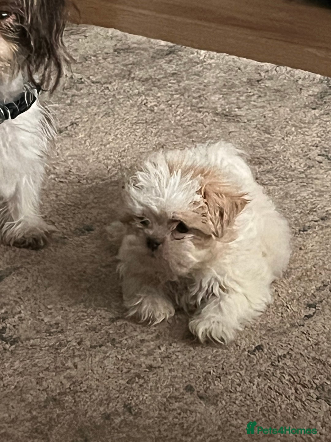 Shih Tzu dogs for sale: Beautiful shihtzu puppies  - Image 14