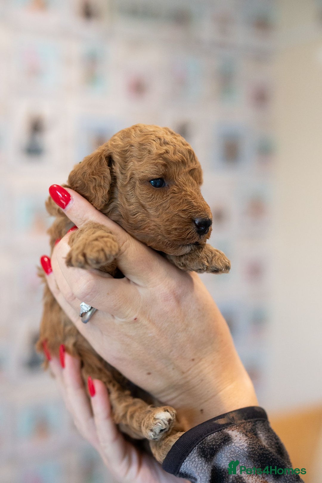 Miniature Poodle dogs for sale: A stunning litter of red miniature poodles  - Image 7