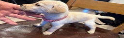 Labrador Retriever dogs for sale: 3 beautiful girls left  - Advert 5
