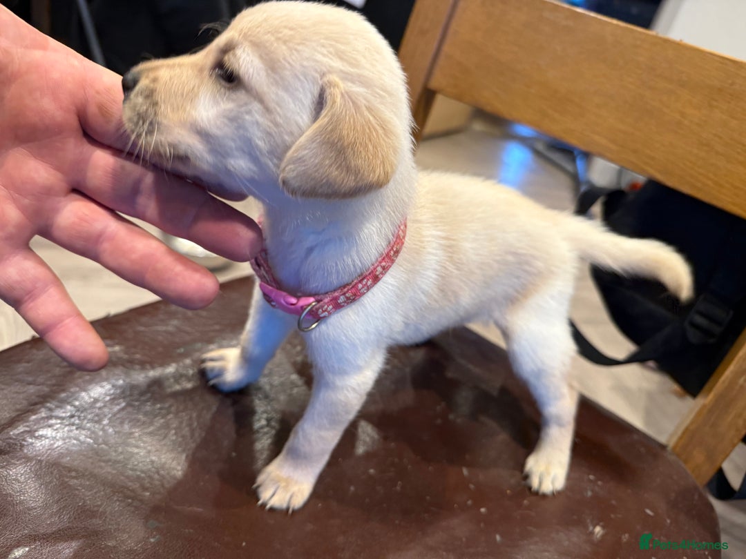Labrador Retriever dogs for sale: 3 beautiful girls left  - Advert 5